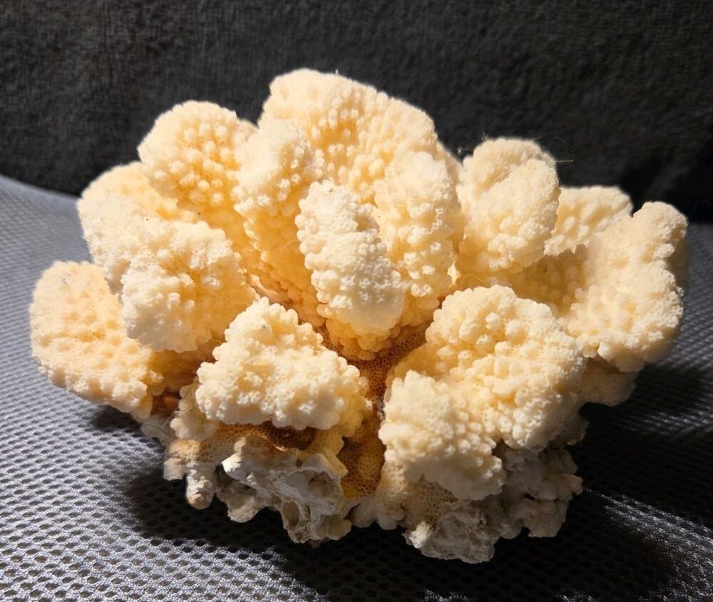 natural Pocillopora/ Cauliflower coral 6.5" Wide 3.5" Tall 31.7 Oz